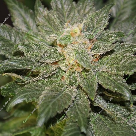 Ambrosia Regular Marijuana Strain by Jordan of the Islands For Sale Online at Cannabis Seeds Outlet
