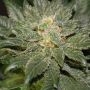 Ambrosia Regular Marijuana Strain by Jordan of the Islands For Sale Online at Cannabis Seeds Outlet