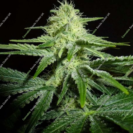 Gods Afghani Feminized Marijuana Strain by Jordan of the Islands For Sale Online at Cannabis Seeds Outlet