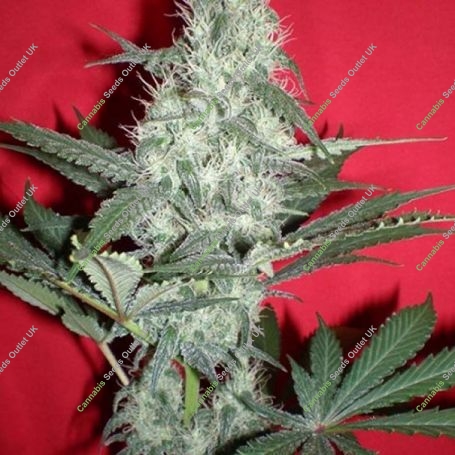 Gods Gouda Feminized Marijuana Strain by Jordan of the Islands For Sale Online at Cannabis Seeds Outlet