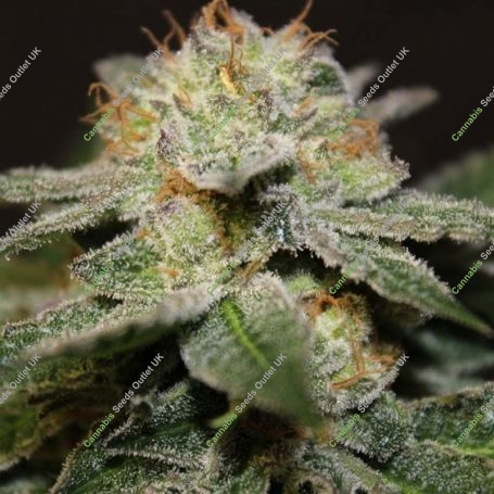 Gods Lemon Skunk Regular Marijuana Strain by Jordan of the Islands For Sale Online at Cannabis Seeds Outlet