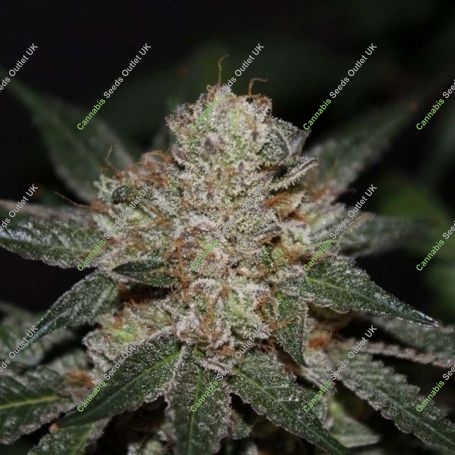 Gods OG Kush Regular Marijuana Strain by Jordan of the Islands For Sale Online at Cannabis Seeds Outlet