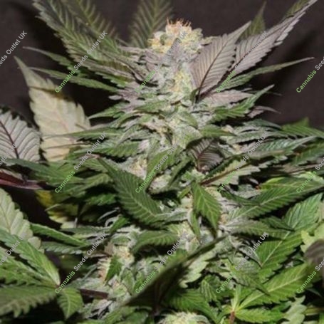 Gods Marijuana Strain by Jordan of the Islands For Sale Online at Cannabis Seeds Outlet