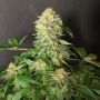 Hashberry Regular Marijuana Strain by Jordan of the Islands For Sale Online at Cannabis Seeds Outlet