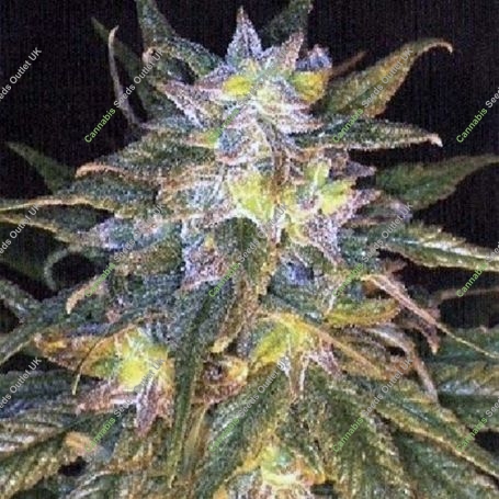 Sapphire Star Regular Marijuana Strain by Jordan of the Islands For Sale Online at Cannabis Seeds Outlet