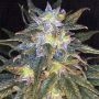 Sapphire Star Regular Marijuana Strain by Jordan of the Islands For Sale Online at Cannabis Seeds Outlet