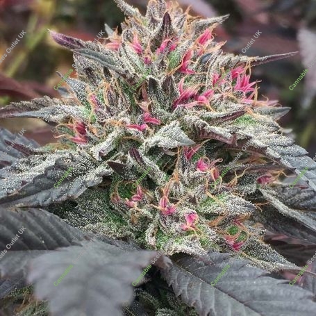 Skunkberry Regular Marijuana Strain by Jordan of the Islands For Sale Online at Cannabis Seeds Outlet