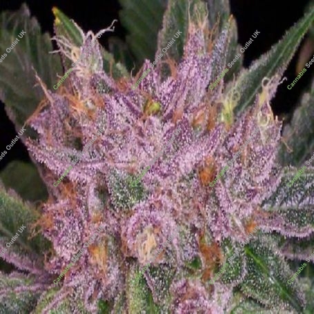 The Purp Regular Marijuana Strain by Jordan of the Islands For Sale Online at Cannabis Seeds Outlet
