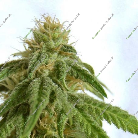 Afrodite Feminized Marijuana Strain by Kannabia For Sale Online at Cannabis Seeds Outlet