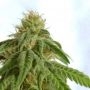 Afrodite Feminized Marijuana Strain by Kannabia For Sale Online at Cannabis Seeds Outlet