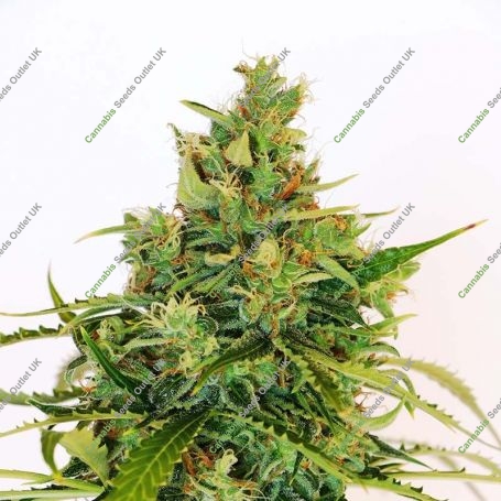 Amnesi K Lemon Feminized Marijuana Strain by Kannabia For Sale Online at Cannabis Seeds Outlet
