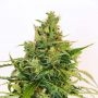 Amnesi K Lemon Feminized Marijuana Strain by Kannabia For Sale Online at Cannabis Seeds Outlet