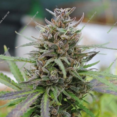 Baby Boom Auto Feminized Marijuana Strain by Kannabia For Sale Online at Cannabis Seeds Outlet