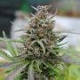 Baby Boom Auto Feminized Marijuana Strain by Kannabia For Sale Online at Cannabis Seeds Outlet