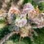 Cannabis Seeds Outlet Weed Strain Incredible Blueberry Feminized Marijuana Seeds Original Collector Souvenir Authentic Packaging