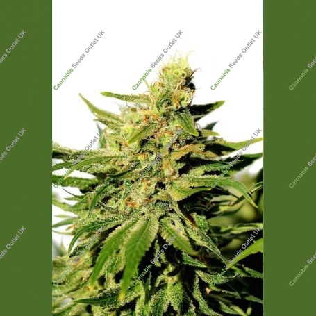 BCN Diesel CBD Feminized Marijuana Strain by Kannabia For Sale Online at Cannabis Seeds Outlet