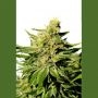 BCN Diesel CBD Feminized Marijuana Strain by Kannabia For Sale Online at Cannabis Seeds Outlet