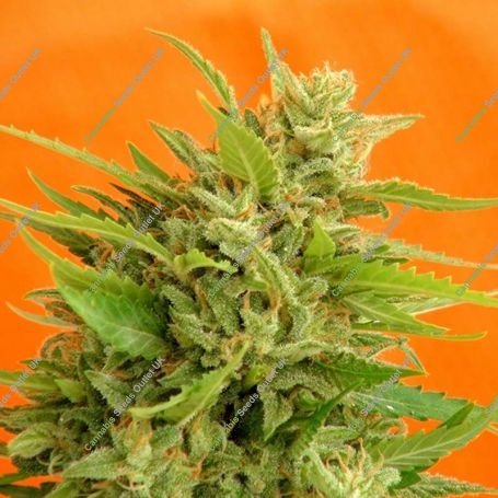 Big Band Feminized Marijuana Strain by Kannabia For Sale Online at Cannabis Seeds Outlet