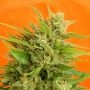 Big Band Feminized Marijuana Strain by Kannabia For Sale Online at Cannabis Seeds Outlet