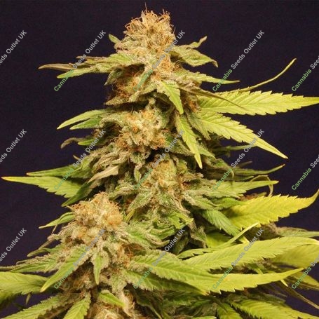 Big Bull Feminized Marijuana Strain by Kannabia For Sale Online at Cannabis Seeds Outlet