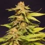 Big Bull Feminized Marijuana Strain by Kannabia For Sale Online at Cannabis Seeds Outlet