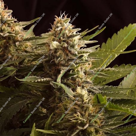 Colombian Jack Feminized Marijuana Strain by Kannabia For Sale Online at Cannabis Seeds Outlet