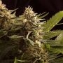 Colombian Jack Feminized Marijuana Strain by Kannabia For Sale Online at Cannabis Seeds Outlet