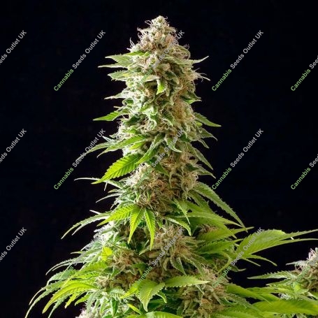 Cookies Haze Feminized Marijuana Strain by Kannabia For Sale Online at Cannabis Seeds Outlet