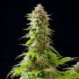 Cookies Haze Feminized Marijuana Strain by Kannabia For Sale Online at Cannabis Seeds Outlet