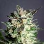 Diesel Glue Feminized Marijuana Strain by Kannabia For Sale Online at Cannabis Seeds Outlet