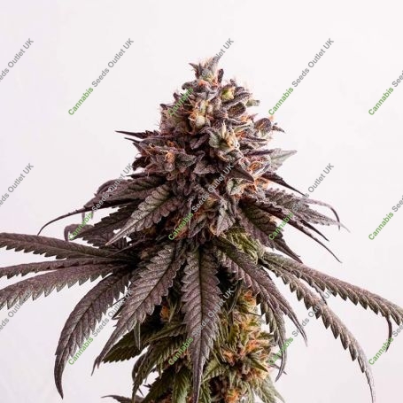 Gelato-K Feminized Marijuana Strain by Kannabia For Sale Online at Cannabis Seeds Outlet
