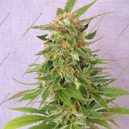Ginger Punch Auto Feminized Marijuana Strain by Kannabia For Sale Online at Cannabis Seeds Outlet