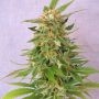 Ginger Punch Auto Feminized Marijuana Strain by Kannabia For Sale Online at Cannabis Seeds Outlet