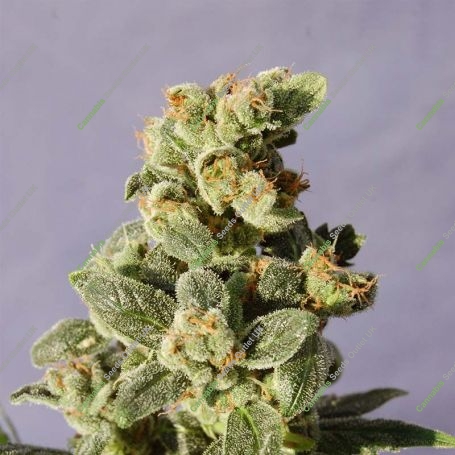 Gnomo Auto Feminized Marijuana Strain by Kannabia For Sale Online at Cannabis Seeds Outlet