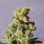 Gnomo Auto Feminized Marijuana Strain by Kannabia For Sale Online at Cannabis Seeds Outlet