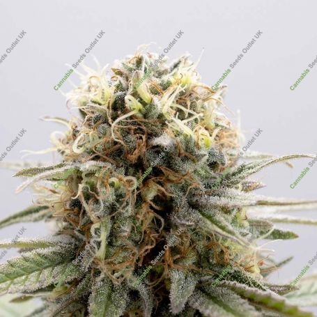 GSC Feminized Marijuana Strain by Kannabia For Sale Online at Cannabis Seeds Outlet