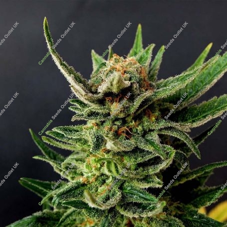 Gypsy Kush Feminized Marijuana Strain by Kannabia For Sale Online at Cannabis Seeds Outlet