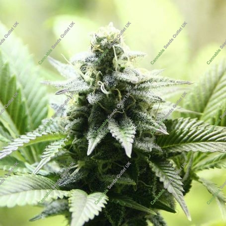 Indica Cream Feminized Marijuana Strain by Kannabia For Sale Online at Cannabis Seeds Outlet