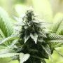 Indica Cream Feminized Marijuana Strain by Kannabia For Sale Online at Cannabis Seeds Outlet