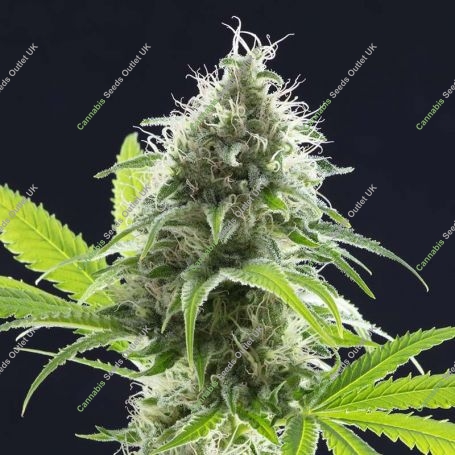 Kama Kush CBD Feminized Marijuana Strain by Kannabia For Sale Online at Cannabis Seeds Outlet