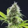 Kama Kush CBD Feminized Marijuana Strain by Kannabia For Sale Online at Cannabis Seeds Outlet