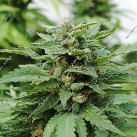 Karibean Mango Feminized Marijuana Strain by Kannabia For Sale Online at Cannabis Seeds Outlet