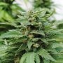 Karibean Mango Feminized Marijuana Strain by Kannabia For Sale Online at Cannabis Seeds Outlet