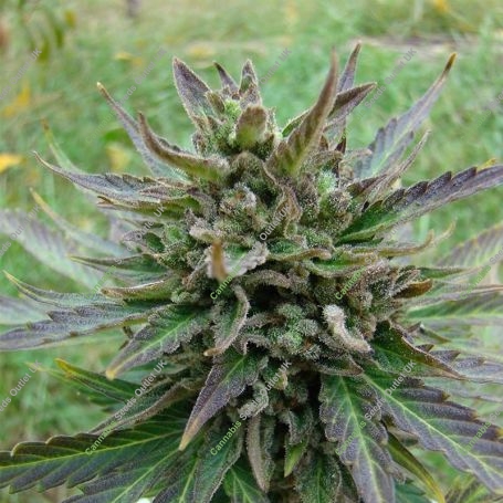 Kickass Auto Feminized Marijuana Strain by Kannabia For Sale Online at Cannabis Seeds Outlet