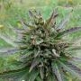 Kickass Auto Feminized Marijuana Strain by Kannabia For Sale Online at Cannabis Seeds Outlet