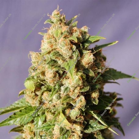 Kiss Feminized Marijuana Strain by Kannabia For Sale Online at Cannabis Seeds Outlet