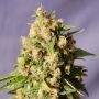Kiss Feminized Marijuana Strain by Kannabia For Sale Online at Cannabis Seeds Outlet