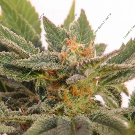 Kritic Automatic Feminized Marijuana Strain by Kannabia For Sale Online at Cannabis Seeds Outlet