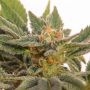 Kritic Automatic Feminized Marijuana Strain by Kannabia For Sale Online at Cannabis Seeds Outlet