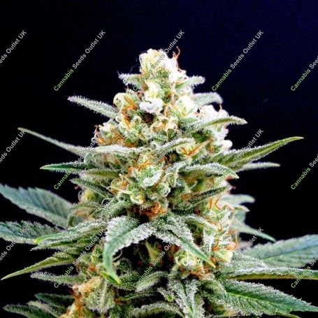 Kritical K Feminized Marijuana Strain by Kannabia For Sale Online at Cannabis Seeds Outlet